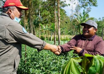 Jelang HBKN, Kementan Pantau Kondisi Riil Luas Tanam Cabai di Garut