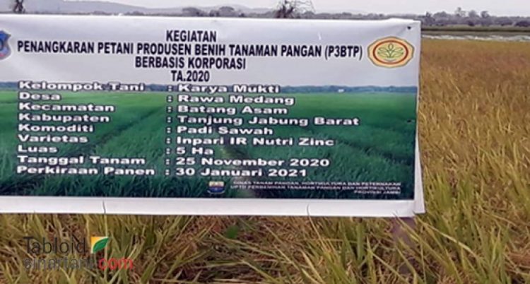 Korporasi Petani Batang Asam Panen Benih Padi Inpari Nutri Zink