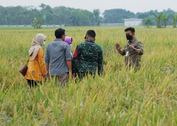 Kostraling Kementan dan Mitra Teken MoU Serap 25 Ribu Ton Gabah Petani Sukoharjo