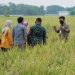 Kostraling Kementan dan Mitra Teken MoU Serap 25 Ribu Ton Gabah Petani Sukoharjo