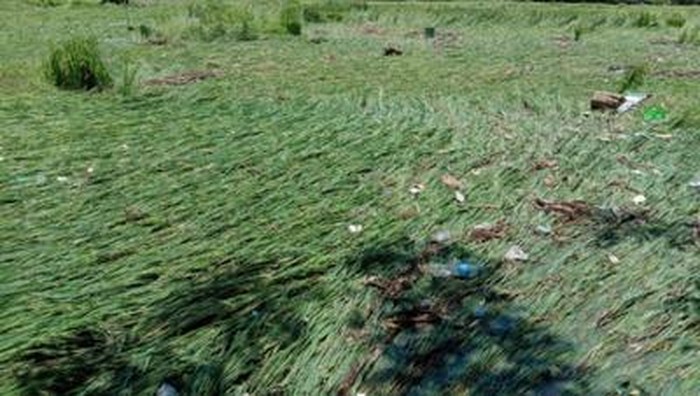 Foto: Lahan padi terdampak akibat banjir bandang di Dompu (detikcom)