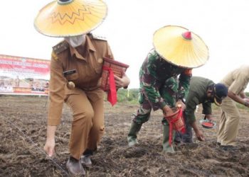 Optimalkan Areal Peremajaan Sawit, Kabupaten Landak Tanam Jagung
