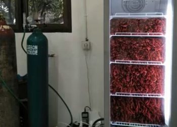 Pengolahan dan Penanganan Cabai Segar untuk Siasati Fluktuasi Harga