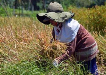 Nilai Tukar Petani Turun 0,15 Persen