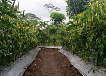 Petani Cabai Daerah Sentra Sepakat Turut Amankan Pasokan Cabai Jelang HBKN