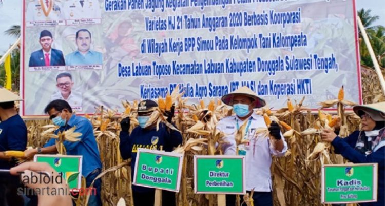 Petani Donggala Bisa Menangkarkan Jagung Hibrida Produk Anak Bangsa