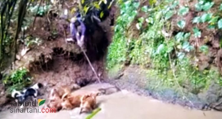 Rumangan, Cara Pemkab Enrekang Bantu Petani Berantas  Hama Babi