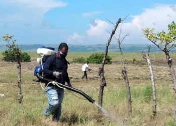 Sumba Tengah Perang Melawan Belalang Kembara