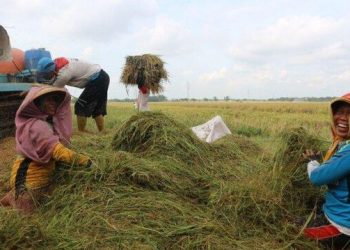 Tim GSGP Kementan Turun ke Yogyakarta, Hasilnya Siap Serap 73.775 Ton GKG