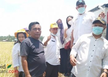 148 Ha Sawah Padi di Sumatera Utara Terapkan IP 400 Dipanen