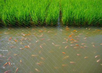 Kelompok Pemuda di Jepara Ini Budidaya Padi Sistem Tumpang Sari