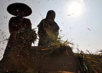 Penyuluh Diminta Kawal Petani Agar Produksi tak Terganggu