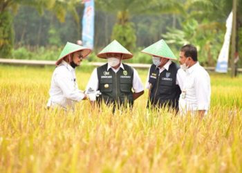 Ini 25 Kabupaten di Indonesia sebagai Produsen Beras Tertinggi 2020