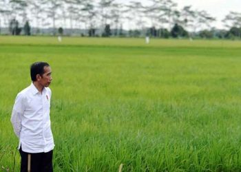 Pengembangan Food Estate Kalteng Dilakukan Bertahap