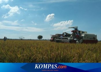 Dedi Mulyadi Minta Pemerintah Beli Gabah Petani 10 Persen di Atas HPP