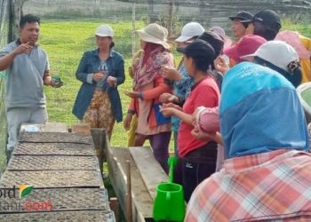 Dilatih PPL, KWT Krayan Timur Hasilkan Sayuran Organik 