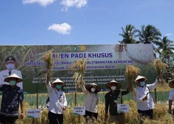 Gubernur Kalbar Minta Padi Basmati Beraroma untuk Negeri Seribu Sungai