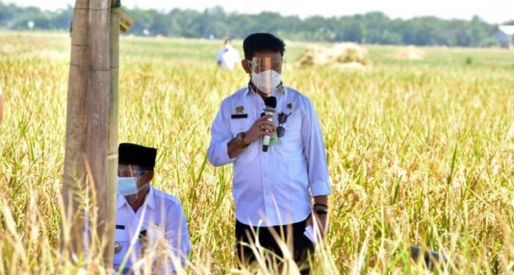 Hadapi Musim Kemarau, Daerah Diminta Percepat Tanam
