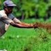 Jawab Isu Lingkungan, Pemerintah Giatkan Padi Bebas Residu