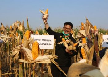 Pengamat pertanian nilai Alsintan pascapanen poin penting pengembangan jagung