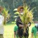 Komisi IV DPR RI-Kementan Panen Padi Varietas Inpari IR Nutri Zinc di Kulon Progo