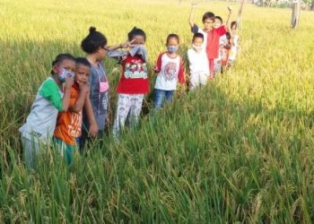 Libatkan Anak SD Kendalikan Hama Penggerek Batang Padi