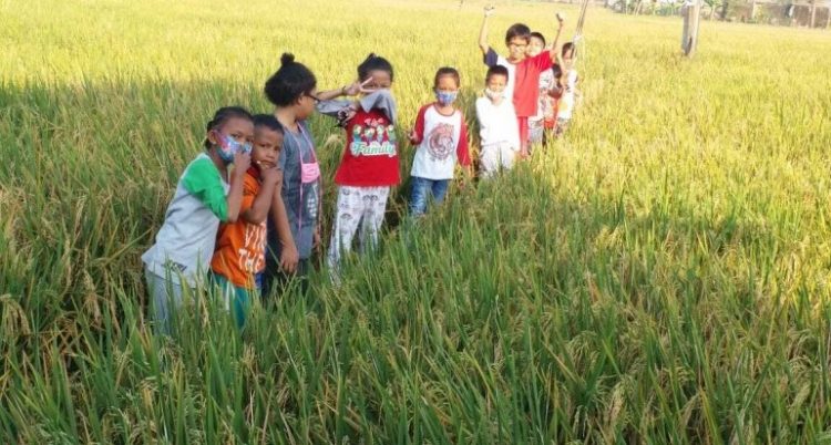 Libatkan Anak SD Kendalikan Hama Penggerek Batang Padi
