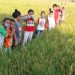 Libatkan Anak SD Kendalikan Hama Penggerek Batang Padi