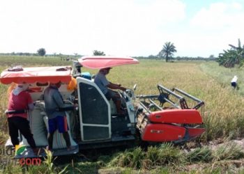 Meski Kebanjiran, Petani Serdang Badagai Tetap Bisa Panen