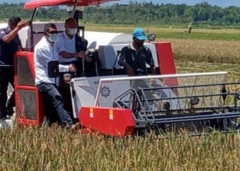 Panen Padi di Food Estate Sumba Tengah