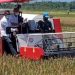 Panen Padi di Food Estate Sumba Tengah