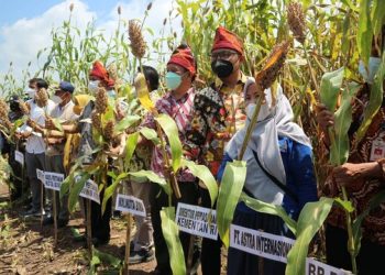Panen Sorgum di Bima, Kementan Terus Kawal Pengembangan Pangan Alternatif