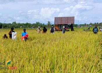 Penangkar Benih Padi di Nunukan Cetak Produktivitas  7 ton per Ha 