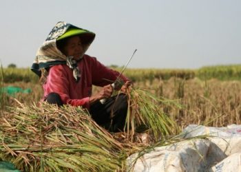  Pesisir Barat Siap Sumbang 1.500 ton Gabah ke Bulog