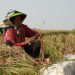 Pesisir Barat Siap Sumbang 1.500 ton Gabah ke Bulog