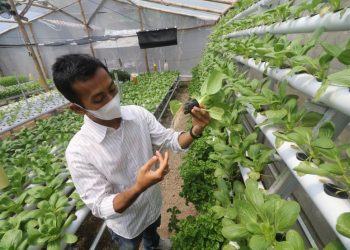 SYL: Jadi Penyuluh Pertanian Jangan Gaptek