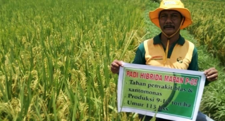 Suka Duka Mengajak Petani Tanam Padi Hibrida