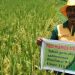 Suka Duka Mengajak Petani Tanam Padi Hibrida