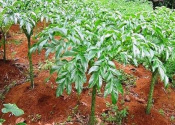 Pemkab Pamekasan kuatkan ekonomi masyarakat melalui budi daya tanaman porang