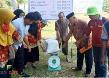 Tanpa pupuk subsidi, petani Bone hasilkan 12 Ton gabah/hektar 