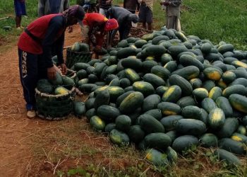 Pertanian Semangka Organik Dinilai Lebih Menguntungkan