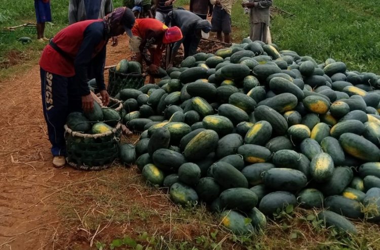Pertanian Semangka Organik Dinilai Lebih Menguntungkan