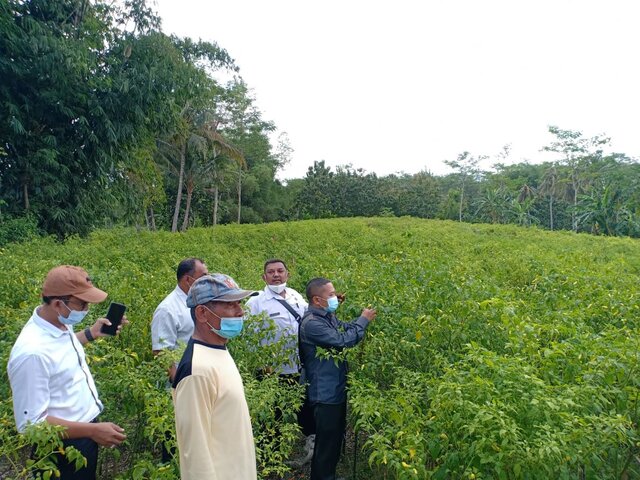 Blitar siap kawal stok cabai Nasional
