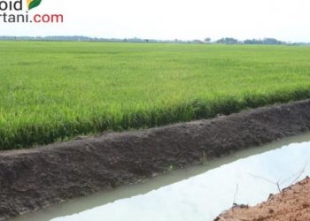 Empat teknik mengelola hara padi sawah