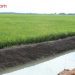 Empat teknik mengelola hara padi sawah