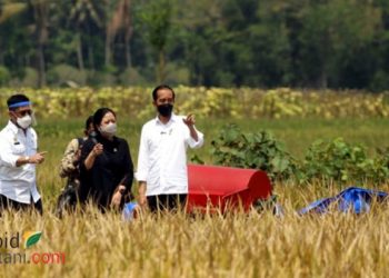 Presiden Jokowi tinjau kawasan sawah padi siap panen raya di Malang