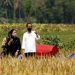 Presiden Jokowi tinjau kawasan sawah padi siap panen raya di Malang