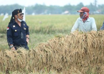 Kementan Klaim Pasokan Bahan Baku Aman Menjelang Nataru