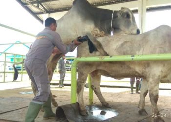 Distan Kubar Salurkan Bibit Ternak Bagi Kelompok Tani Guna Mendorong Produksi