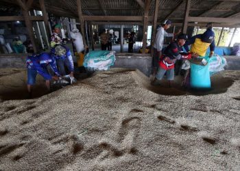 Di Tengah Krisis Beras Asia, Indonesia Catat Surplus Tanpa Impor